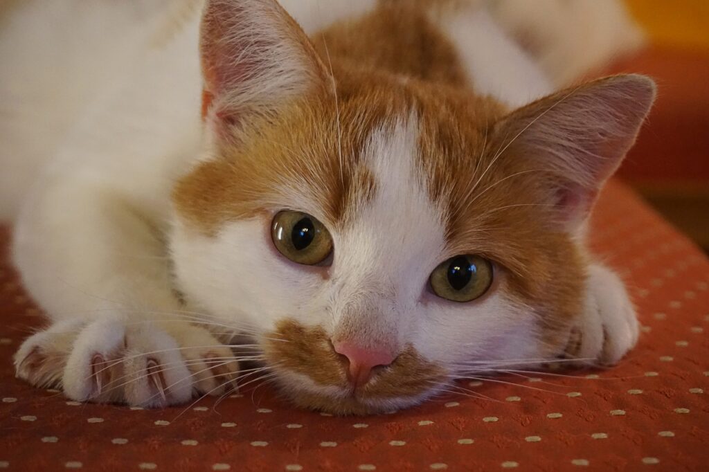 Katt med långa klor