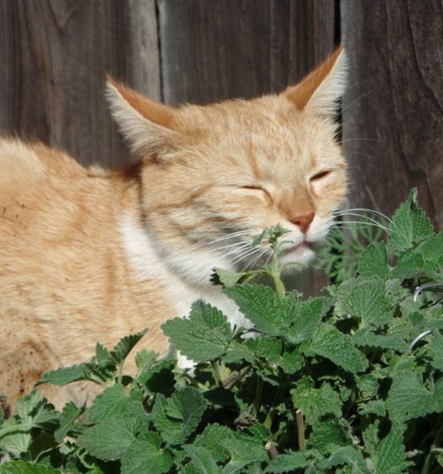 Katt med färsk kattmynta