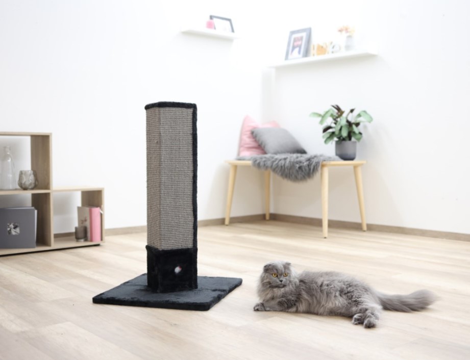 Klösstople och katt